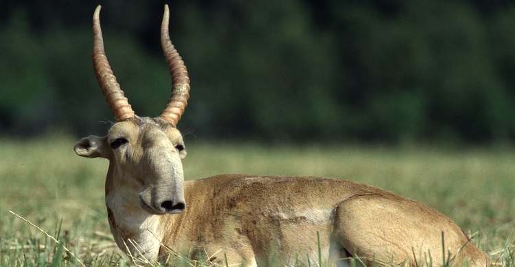Saiga Antelopes: New Report on Mitigating Effects of Barriers to Migration