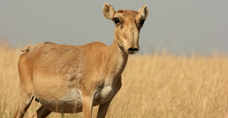 Launch of Saiga Resource Centre