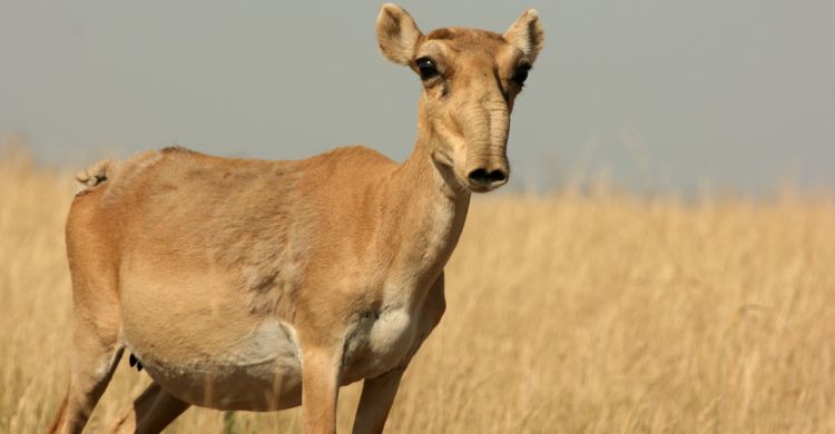 Saiga © Navinder Singh