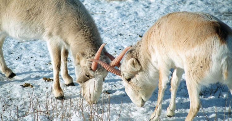 Saiga males © Pavel Sorokin