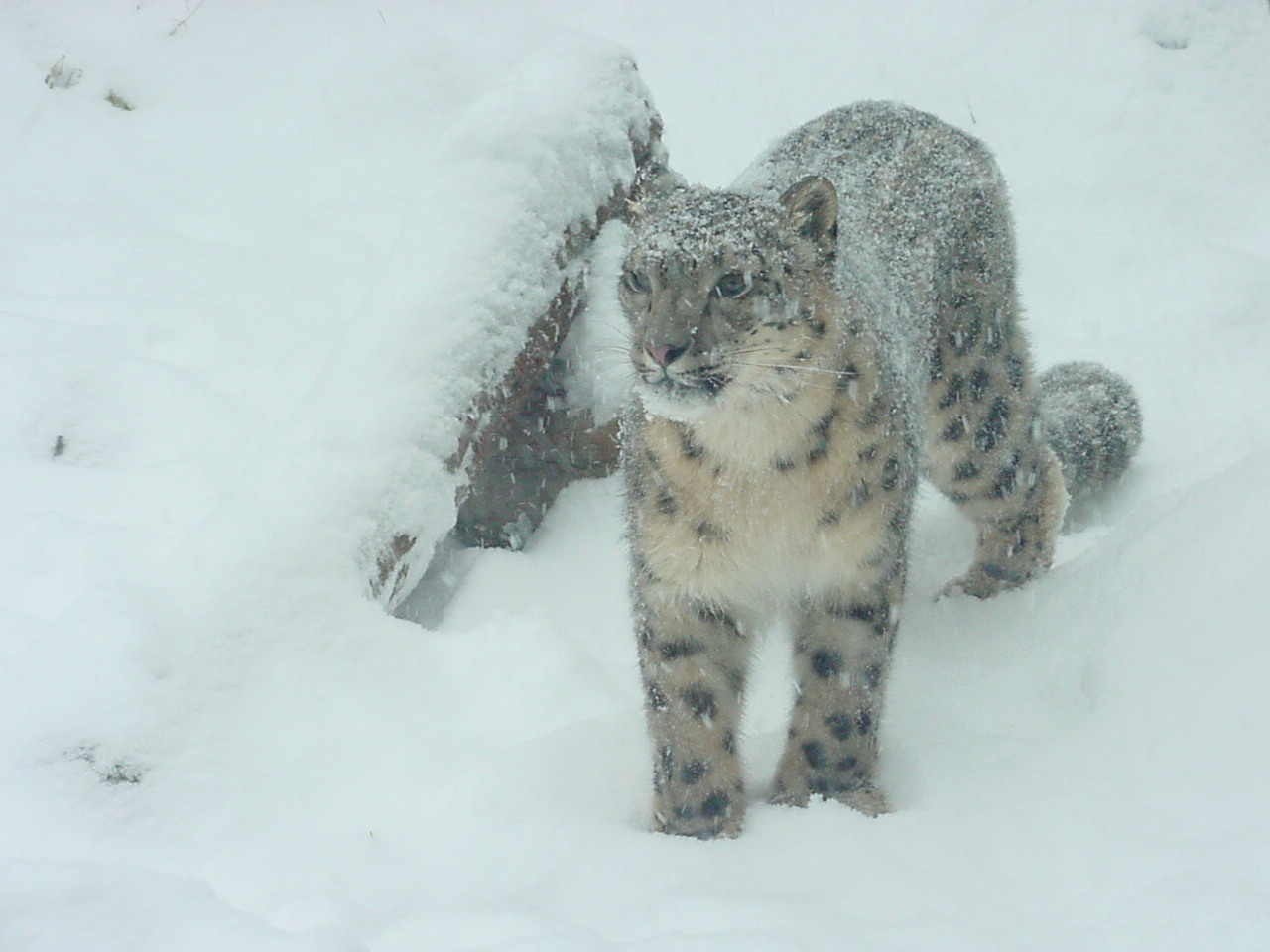 Snow Leopard - © Margaret White