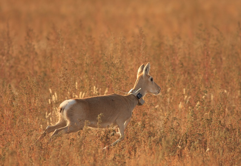 Mongolian Gazelle in Central Asia - © Thomas Mueller