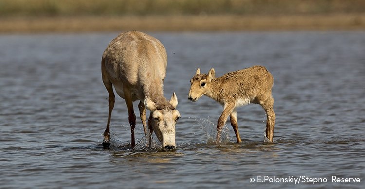 Saiga mother with calf, Stepnoi Reserve, Russia © E. Polonskiy