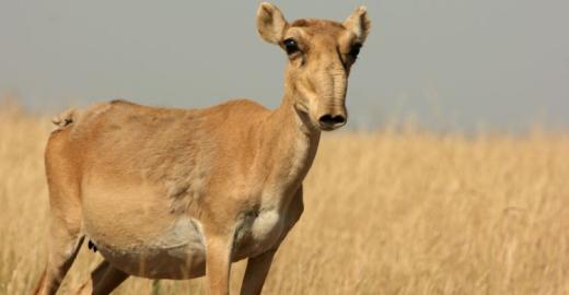 Saiga © Navinder Singh
